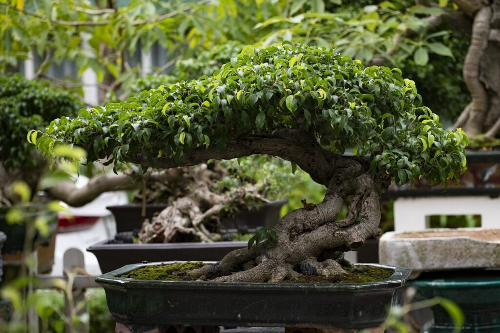 jak przesadzić bonsai ficus