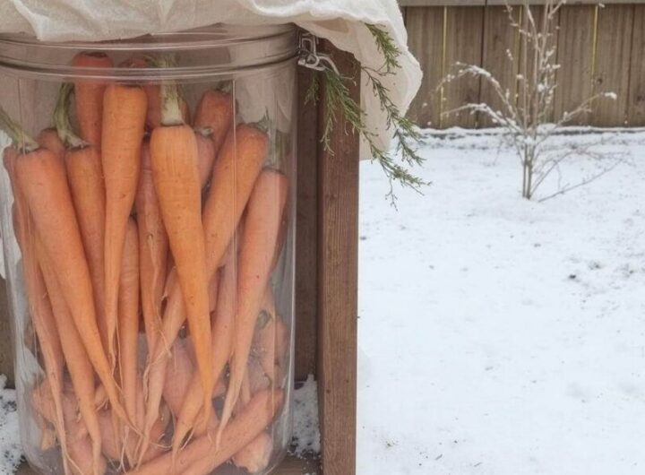 Kontrola wilgotności w przechowalni