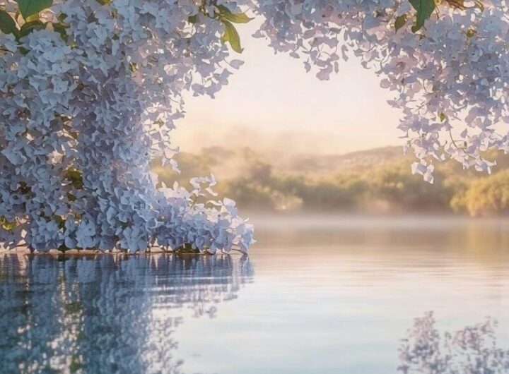 Nawożenie hortensji krzewiastej